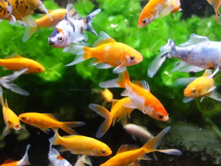 How Long Can Goldfish Go Without Food