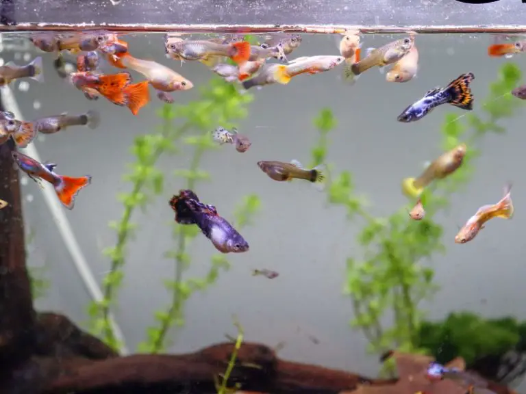 How Many Babies Do Guppies Have