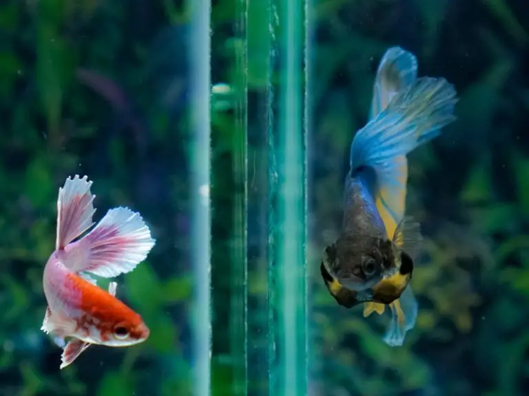 How to Safely Treat Tap Water for Betta Fish