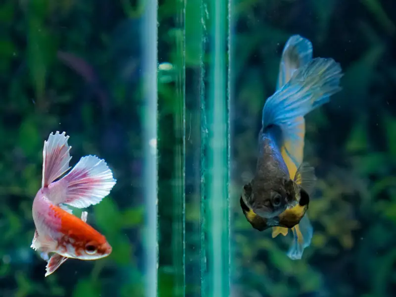 how-to-safely-treat-tap-water-for-betta-fish-aquariumpub