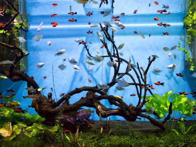 How to Soften Aquarium Water