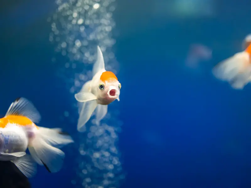 Interaction Between Betta Fish and Goldfish