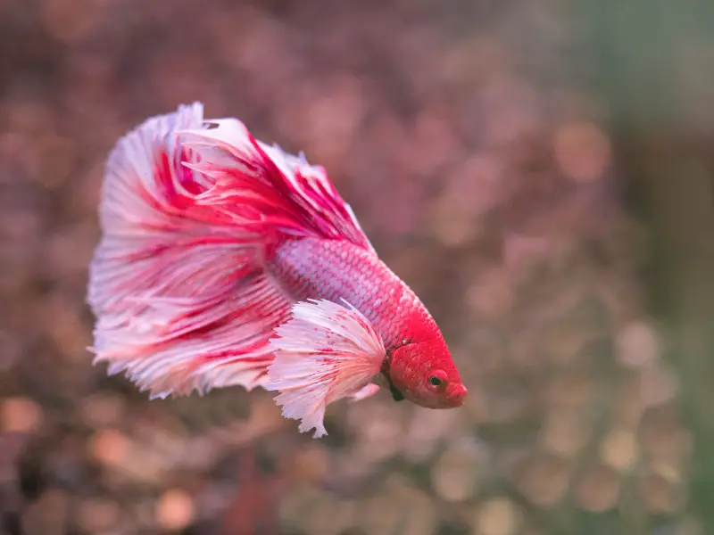 Possible Reasons for Betta Fish Staying at the Bottom