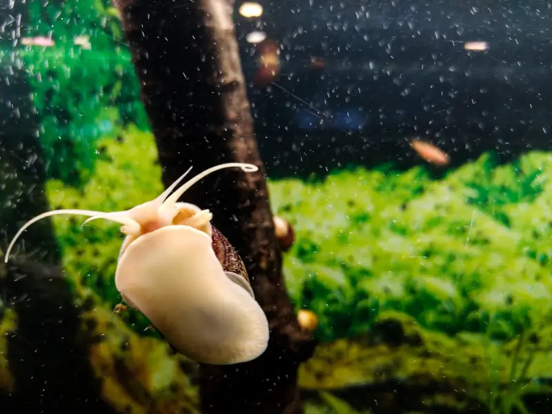 Possible Reasons for Floating Snails