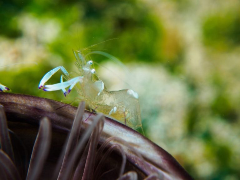 Pregnant Ghost Shrimp