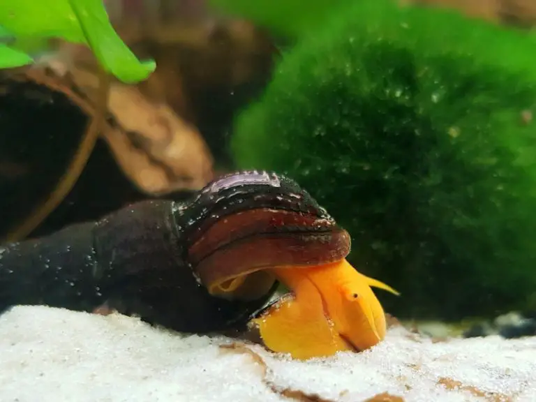 How To Take Care Of Snails: A Beginner's Guide - AquariumPub