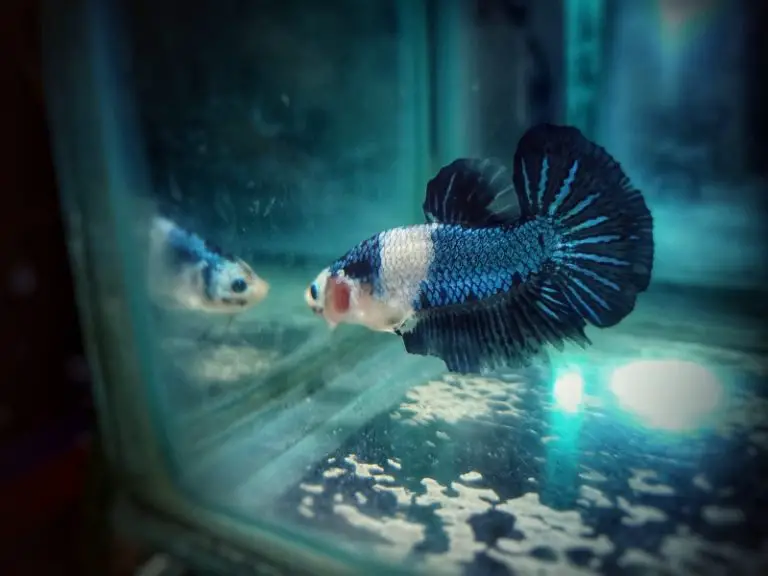 How To Safely Treat Tap Water For Betta Fish AquariumPub