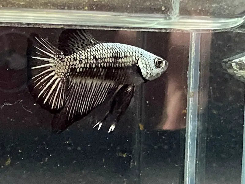 Treatment Options for Betta Fin Rot