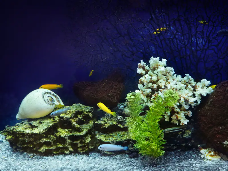 White Algae In Fish Tank Causes And Solutions AquariumPub