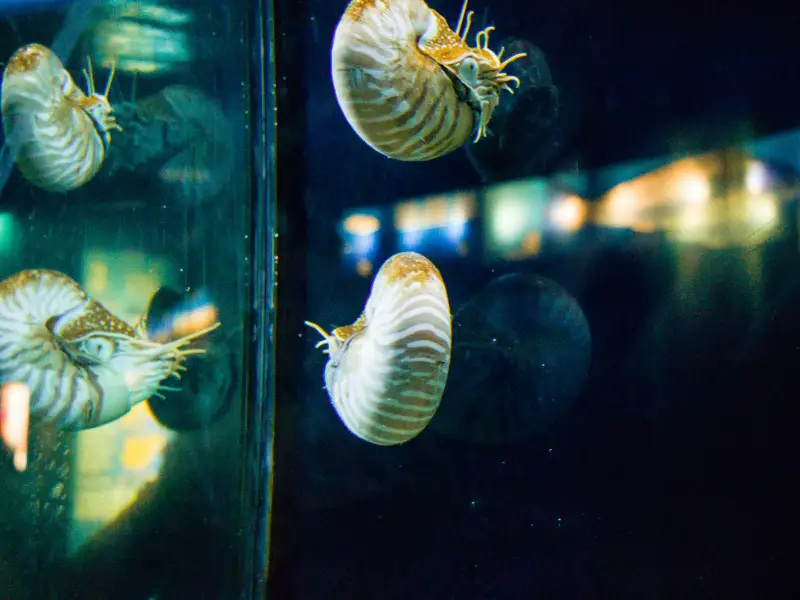 Why Is My Snail Floating? Understanding The Causes Of Floating Snails