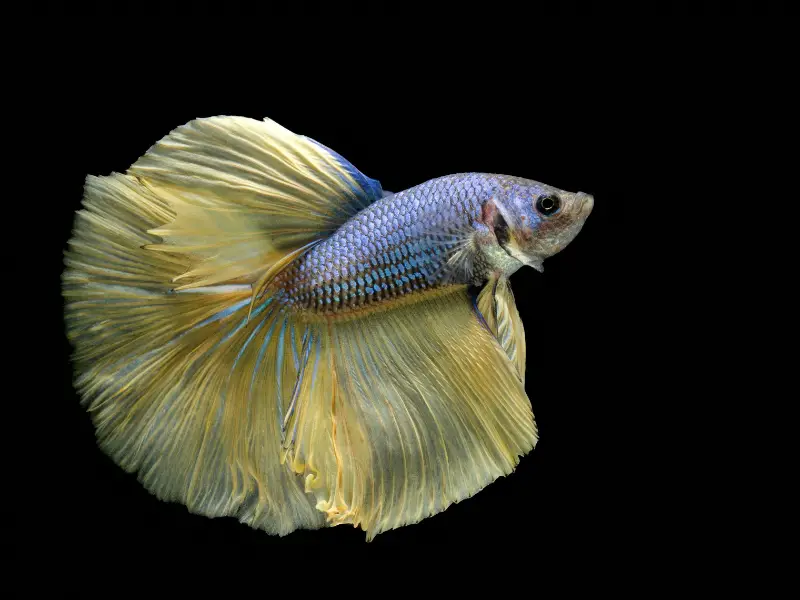 twintail betta Health and Disease Prevention