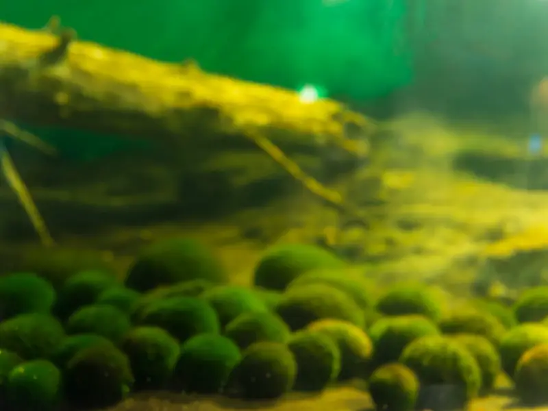 Benefits of Moss Balls in Aquariums