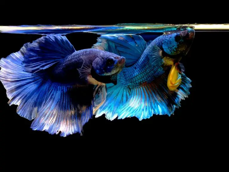 Can Male and Female Bettas Live Together