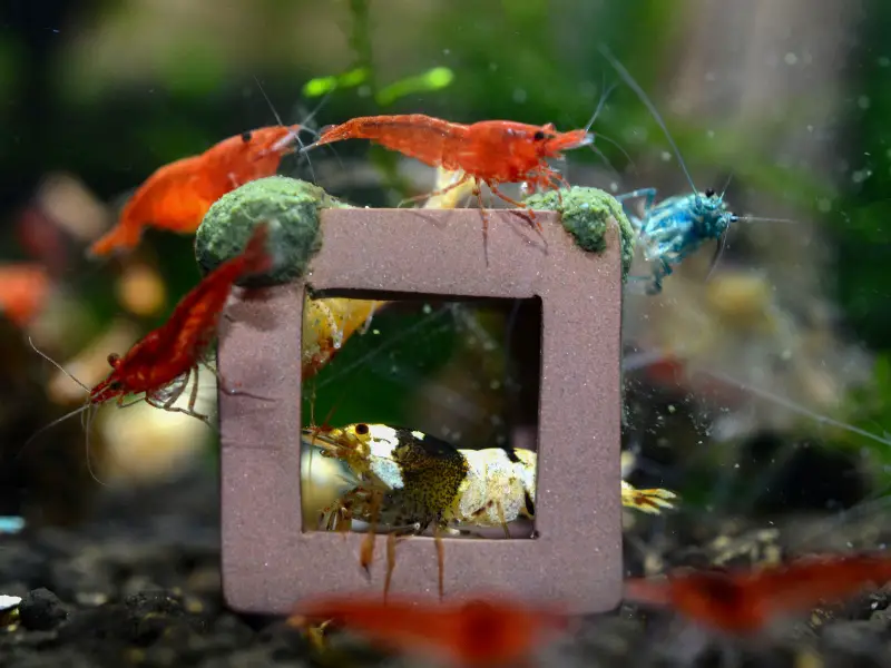 can-shrimp-live-with-betta-expert-answers-and-tips-aquariumpub