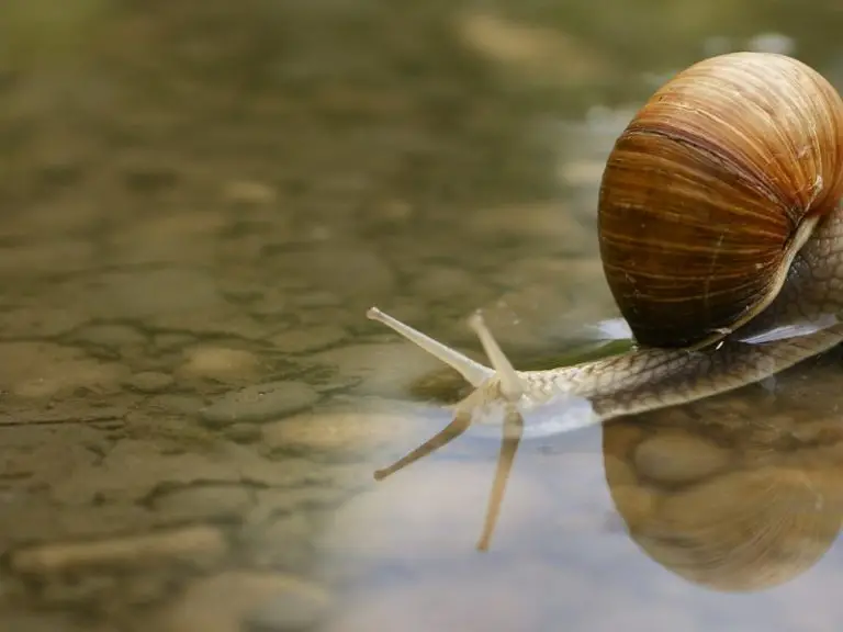 Can Snails Breathe Underwater