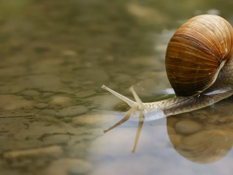 Can Snails Breathe Underwater? Exploring Snails' Respiratory Systems