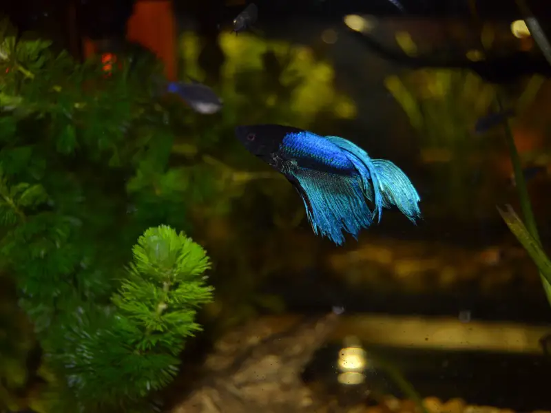 Causes for Color Loss in Betta Fish