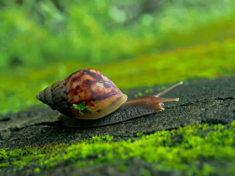 Do Snails Poop? The Answer May Surprise You AquariumPub