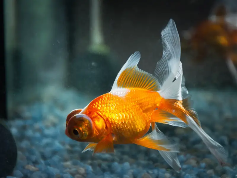 Common Reasons for Goldfish Sitting at the Bottom of the Tank