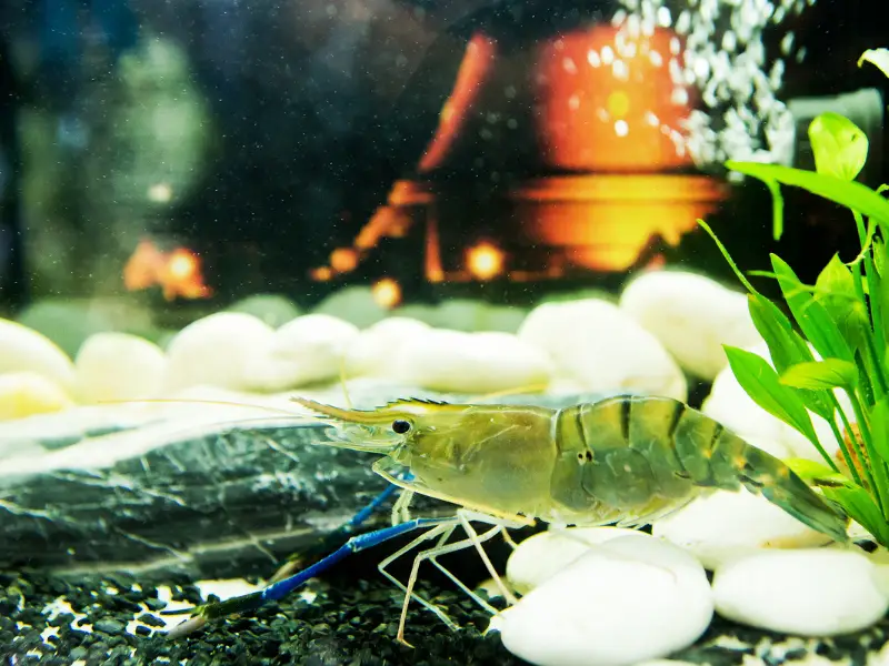 Compatibility of Betta Fish and Shrimp