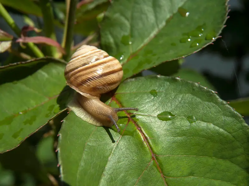 Cultural Influence on Snail Names