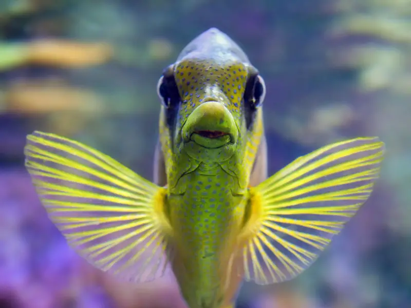 Do Fish Fins Grow Back? Exploring The Regeneration Abilities Of Fish