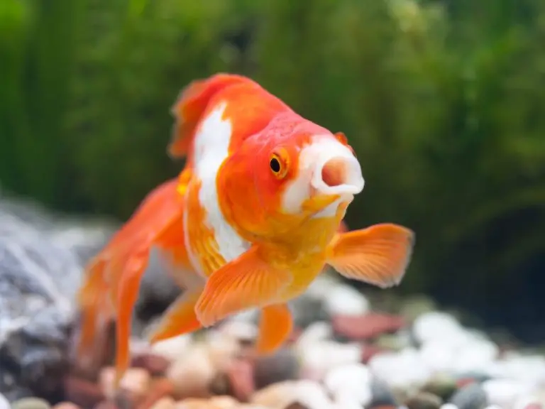 Do Goldfish Get Lonely