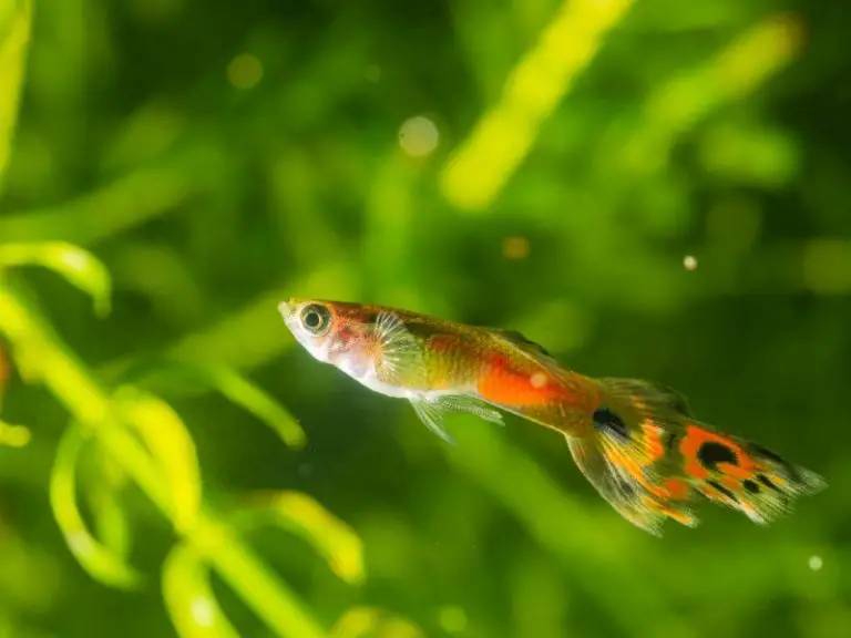 Do Guppies Eat Their Babies