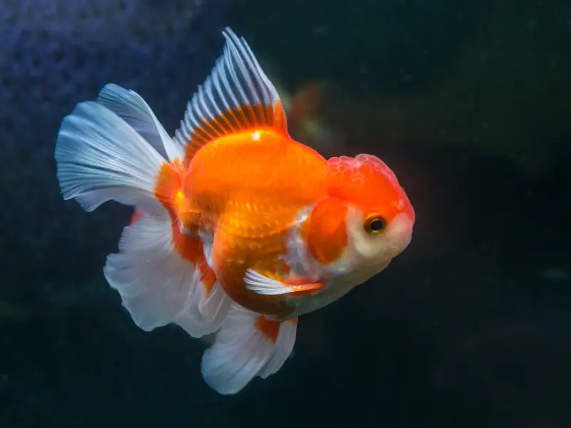 Effects of Loneliness on Goldfish