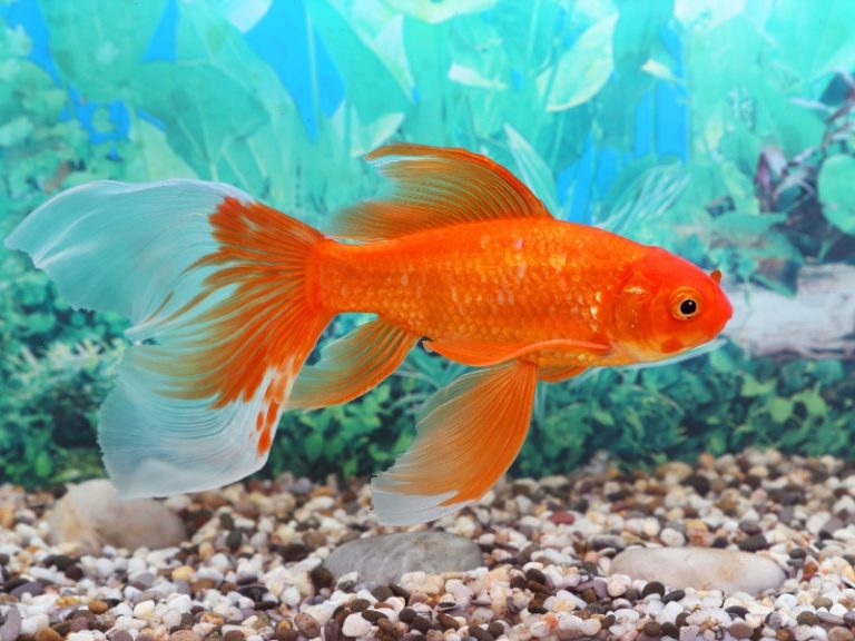 Image showcasing Goldfish Laying On Bottom Of Tank: Possible Causes And Solutions ...