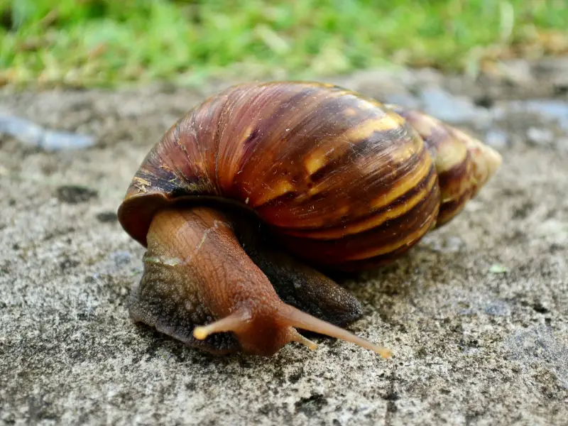 Factors Affecting Snail Speed