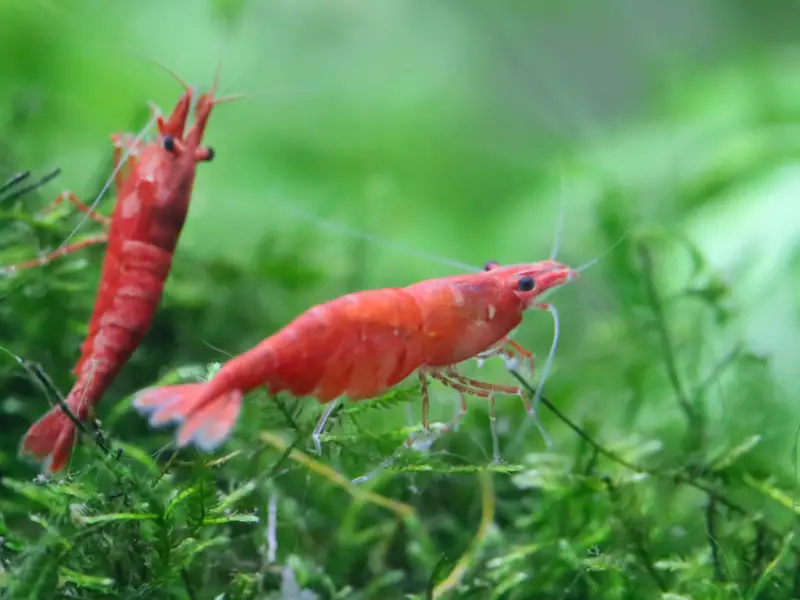 Factors to Consider When Pairing Betta and Shrimp