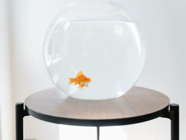 Fish That Can Live in a Bowl