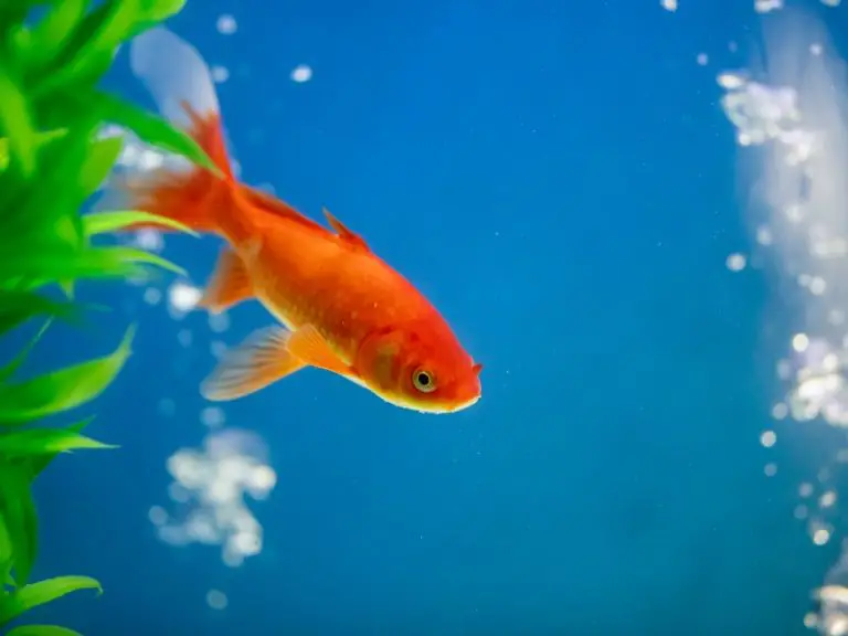 Goldfish Laying on Bottom of Tank