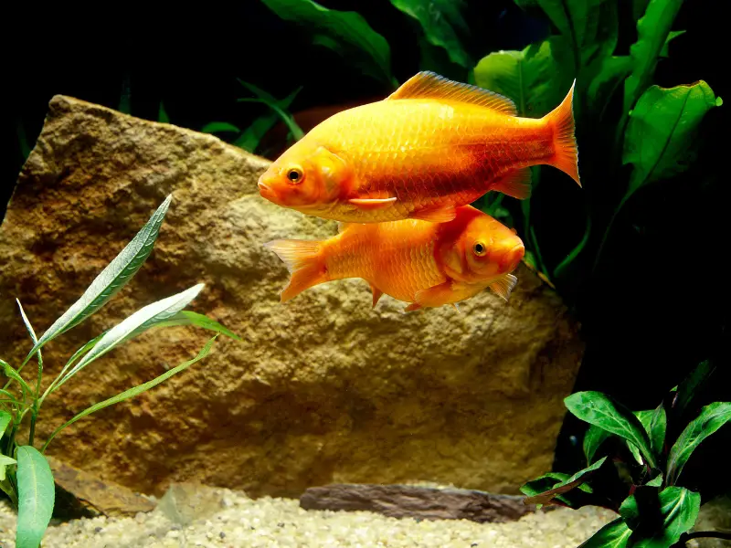 Guppies Vs Goldfish
