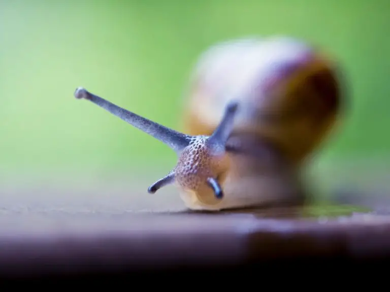 How Fast Does a Snail Move