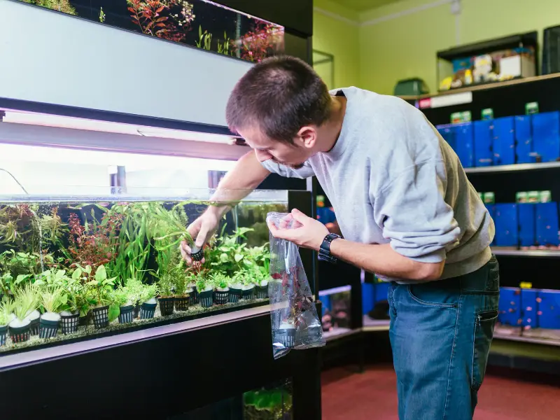 How Long To Wait Before Adding Fish To Tank After Using Conditioner AquariumPub