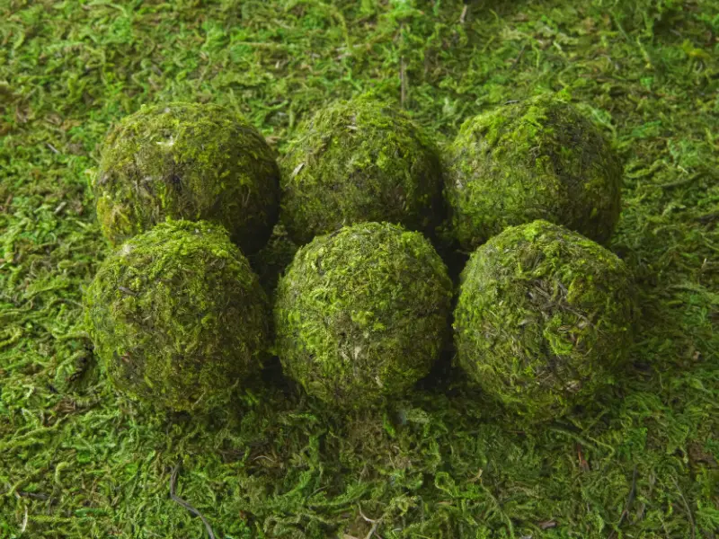 How to Install Moss Balls in Aquarium