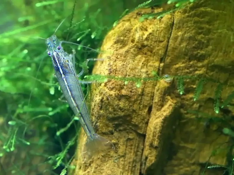 Ideal Habitat for Amano Shrimp
