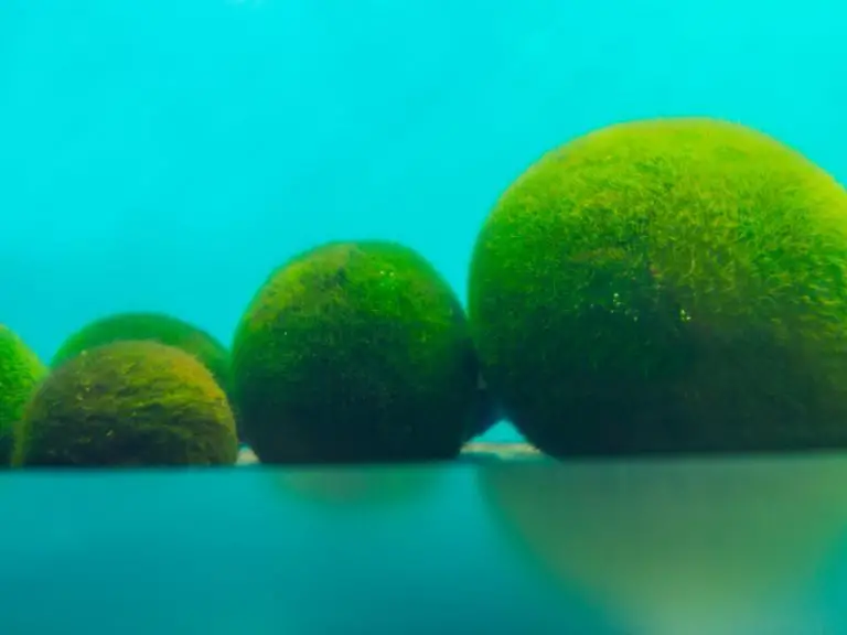 Moss Balls for Aquarium Benefits,
