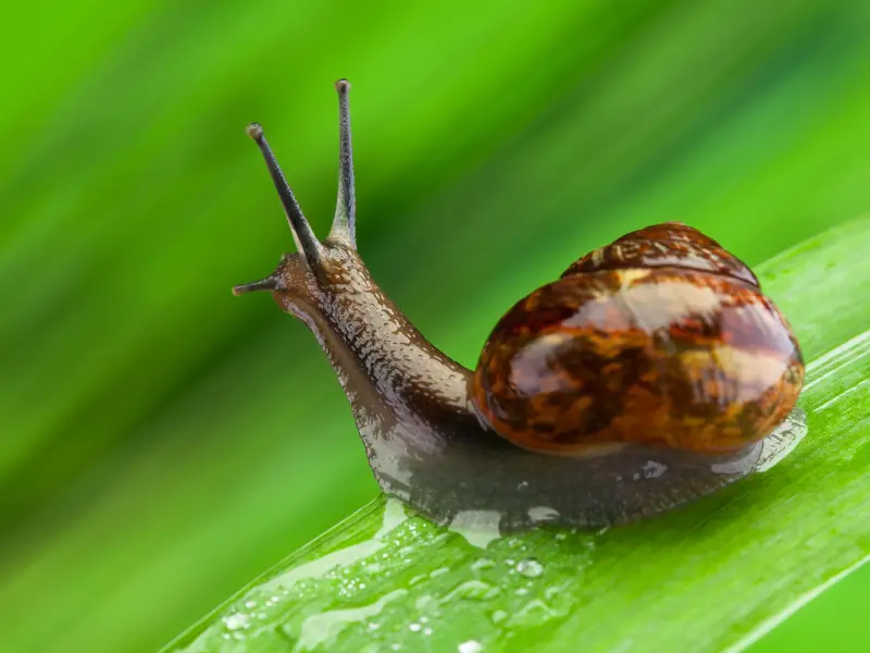 Names For Snails Creative Ideas For Naming Your Pet Snail AquariumPub