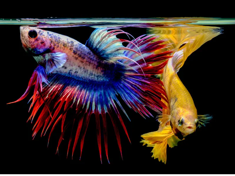 Risks of Keeping Male and Female Bettas Together