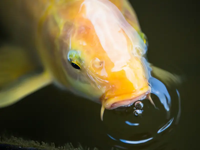 Signs of Oxygen Deprivation in Fish