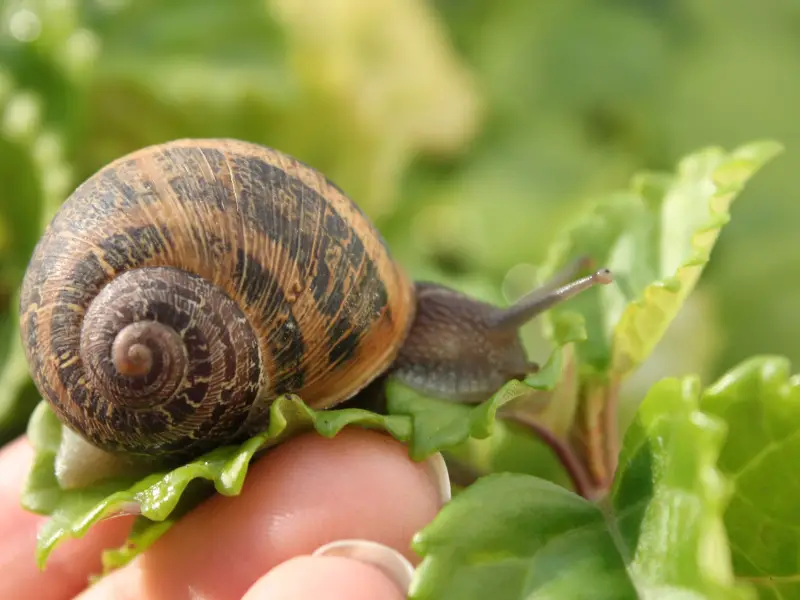 Snail Behavior Breathing Habits