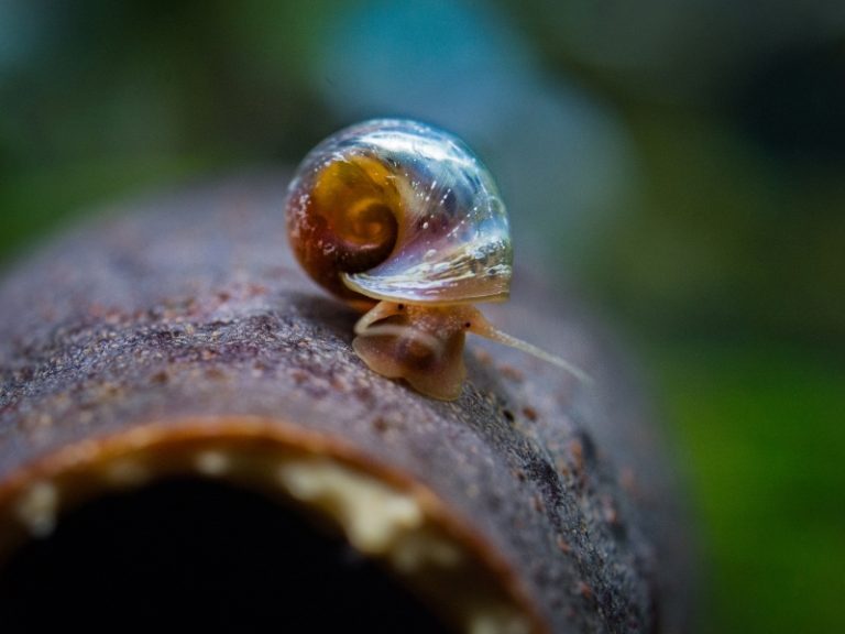 Names For Snails Creative Ideas For Naming Your Pet Snail AquariumPub