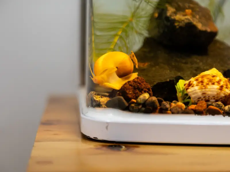 Snails For Betta Tank The Benefits And Considerations AquariumPub