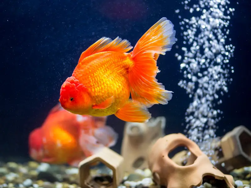 Why Is My Goldfish Sitting At The Bottom Of The Tank? Understanding The