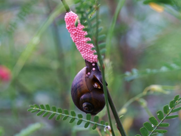 How Long Do Snail Eggs Take To Hatch A Comprehensive Guide AquariumPub