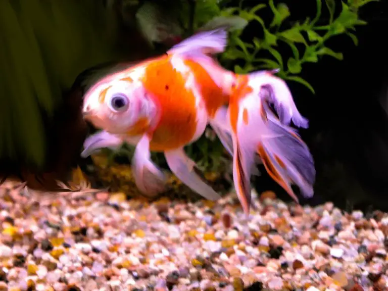 Red Spots on Goldfish